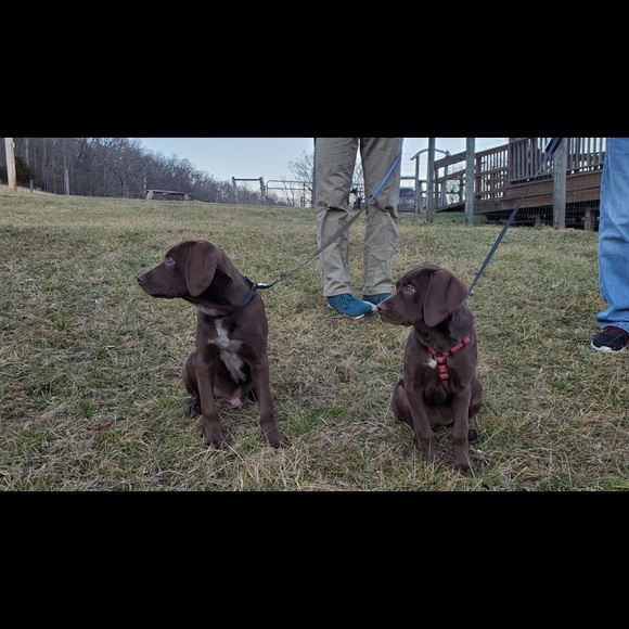 Meet Bailey Part 2 we have 2nd cat—Jaycee pics coming soon. She was my moms - Picture 12 of 16